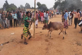 Worship of cattle at Dishom Sohrai in Jamshedpur