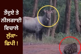 satpura national park Madhya Pradesh, Tiger and a nilgai Video Viral