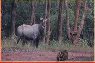 Tiger loses Hide And Seek Battle With Nilgai