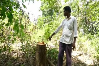 illegal teak tree transport case in karavara
