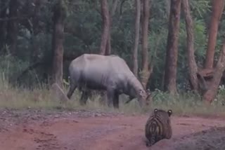 viral video tiger loses hide and seek battle with nilgai