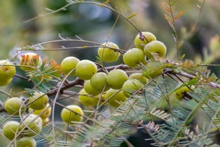 EATING FRESH AMLA EVERY DAY FOR HEALTH AND GLOW