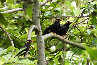 कांगेर घाटी राष्ट्रीय उद्यान में पक्षी सर्वेक्षण