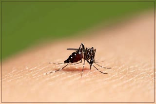 Dengue in Assam