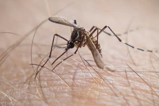 Dengue claims three lives today in Kolkata