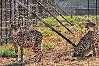 kuno-cheetahs-make-their-first-hunt