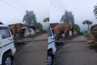 Wild elephant  Idukki  Old Munnar  tea plantation  തേയില തോട്ടത്തിനടുത്ത്  കൊമ്പന്‍  ഇടുക്കി  തേയില  തൊഴിലാളി  താമസസ്ഥലത്തെത്തി  കാട്ടാന  സമൂഹമാധ്യമങ്ങളില്‍