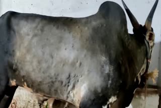 increase-in-lumpy-skin-disease-for-cattle-at-shivamogga