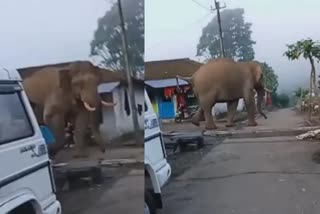 wild elephant entering residential area in Munnar