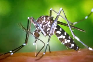 Dengue cases increased in Rajasthan