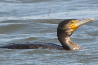 Fish Eater Migratory Bird Cormorant seen in Jaisalmer