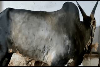 Lumpy Skin Disease: A bull in Shivamogga not able to sleep and standing still from past week