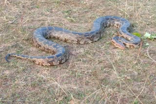 Rock python found in Giridih