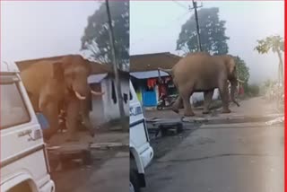 Elephant