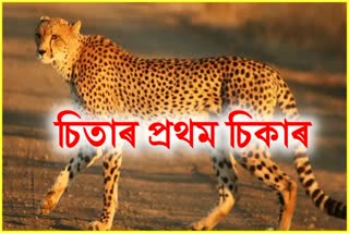 কুনো ৰাষ্ট্ৰীয় উদ্যানত চিতাৰ প্ৰথম চিকাৰ