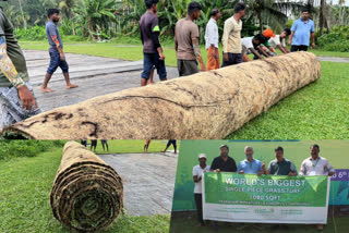 Grass mats Creation  Creation of natural grass carpets  note is being taken globally in pune  Creation of largest natural grass carpet  largest natural grass carpet  largest natural grass carpet in india  pune largest natural  പുല്‍ത്തകിടി  രാജ്യത്തെ ഏറ്റവും വലിയ പുല്‍ത്തകിടി  പ്ലാന്‍റേഴ്‌സ് ഇന്ത്യ ലാൻഡ്‌സ്‌കേപ്പിങ് കമ്പനി  പൂനെ  ജിബോയ് തമ്പി