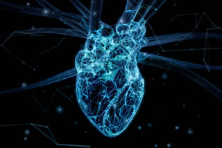 Study explains why adults' hearts don't regenerate