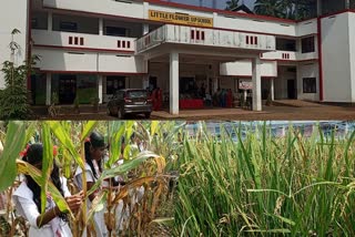 Farming in the school yard of UP School  Farming in the school yard kozhikode  venappara little flower u p school  kerala news  malayalm news  vegetable farming at Kozhikode u p school  Farming in the school yard  സ്‌കൂൾ മുറ്റത്ത് കരനെല്ലും ചോളവും  മാതൃകയൊരുക്കി യു പി സ്‌കൂളിലെ വിദ്യാർഥികൾ  വേനപ്പാറ ലിറ്റിൽ ഫ്ലവർ യു പി സ്‌കൂളിലെ വിദ്യാർഥികൾ  കേരള വാർത്തകൾ  മലയാളം വാർത്തകൾ  വിദ്യാലയ മുറ്റത്ത് കൃഷി ഇറക്കി  കരനൽ കൃഷി  വിഷമില്ലാത്ത പച്ചക്കറി വീട്ടിലും വിദ്യാലയത്തിലും  കൃഷി ഇറക്കി വിദ്യാർഥികൾ