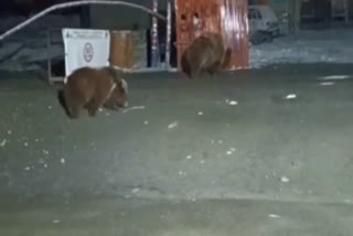 brown bears  brown bears are spotted in jammu and kashmir  jammu and kashmir brown bears  തവിട്ടുകരടി  ശ്രീനഗര്‍  ഗന്ദര്‍ബാല്‍