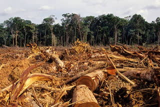 Zero deforestation in the Amazon is now possible here's what needs to happen