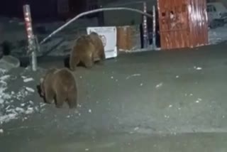 brown bears spotted in jammu and kashmir
