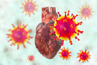How a SARS-CoV-2 virus protein damages the heart, study finds