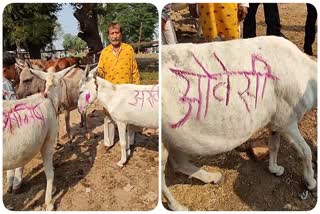 donkeys fair in ujjain