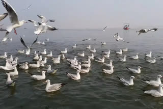 Patrolling intensified to check bird poaching in Chilika lake ahead of Chhadakhai festival