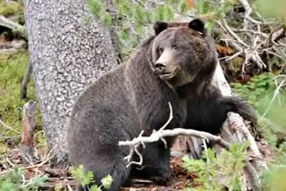 wild bear attacks three men in tamilnadu