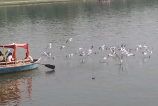 siberian birds in mathura