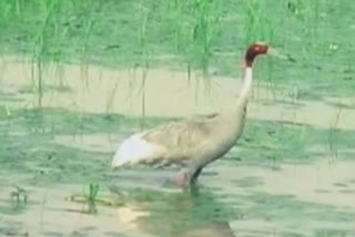 Bandhavgarh wait Siberian birds