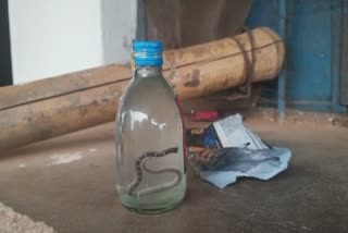 Dead snake found in sealed bottle of liquor