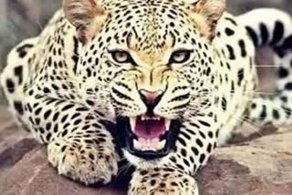 MP Shivpuri Leopard attacked farmer