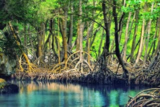Mangroves can help countries meet NDC targets