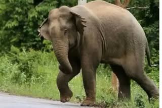 Elephant died in Palamu Tiger Reserve