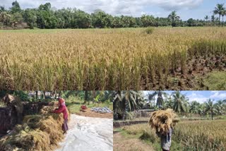 Payyannur rice farmers in crisis  crisis facing by rice farmers in Kannur  Rice farming crisis  rice farmers in Kannur  rice farmers in crisis  വയലുകളില്‍ തൊഴിലാളികളില്ല  പയ്യന്നൂരിന്‍റെ കാര്‍ഷിക സമൃദ്ധി  പയ്യന്നൂർ  കരിവെള്ളൂർ  കാങ്കോൽ  കടന്നപ്പള്ളി  കണ്ണൂര്‍ നെല്‍ കൃഷി  തൊഴിലാളി ക്ഷാമം  നെല്‍കൃഷി  തൊഴിലുറപ്പ് പദ്ധതി