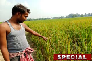 Paddy Cultivation