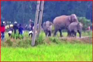 wild-elephant-free-roaming-in-golaghat