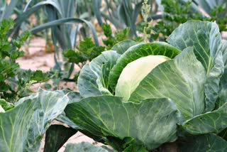 Benefits Of Cabbage News