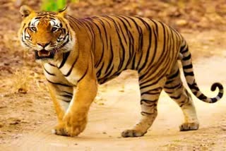 MP Shahdol Tiger Attack