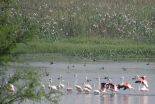 Nandur Madhmeshwar Bird Sanctuary