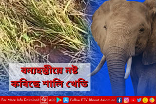 wild elephant scare in chandrapur