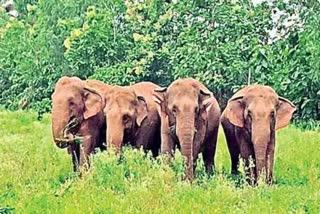 elephants got drunk by mahua liquor in odisha