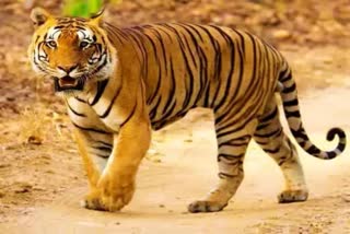 MP Shahdol Tiger attack