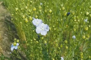 linseed plant Sagar