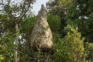 Poisonous bee species worm nest