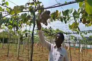 A M Thyagaraju is a farmer who grows vine potatoes