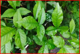 Benefits of bael leaves