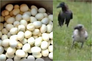 Crows steal 35 mid-day meal eggs in AP school; MLA pulls up staff