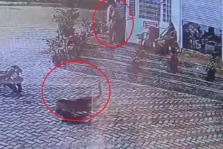 UTTARAKHAND: Leopard hunting a dog from a petrol pump in Haridwar caught on CCTV